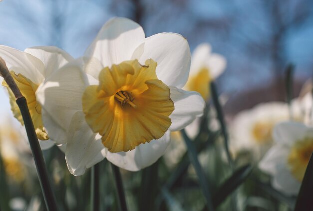 Foto close-up van een witte bloeiende plant