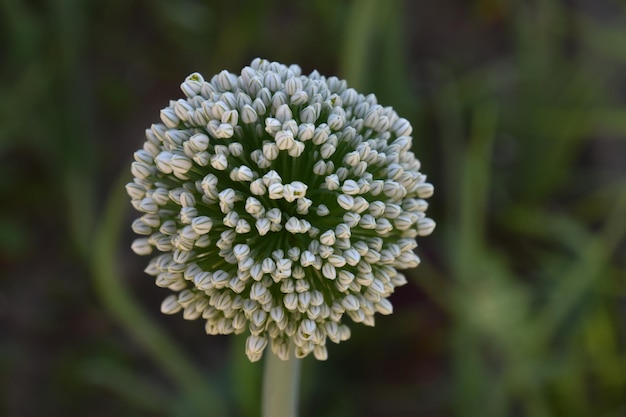 Foto close-up van een witte bloeiende plant