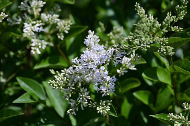 Foto close-up van een witte bloeiende plant