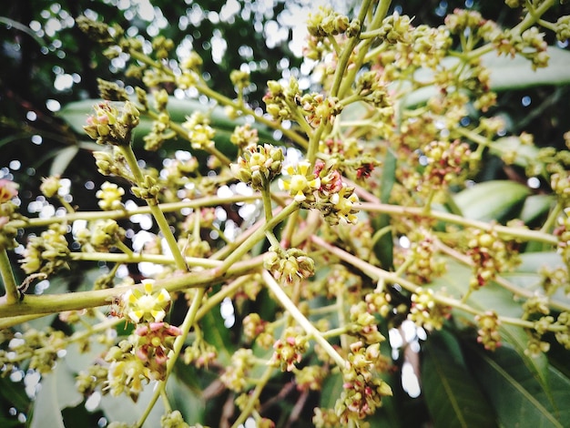 Foto close-up van een witte bloeiende plant