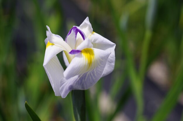 Foto close-up van een witte bloeiende plant