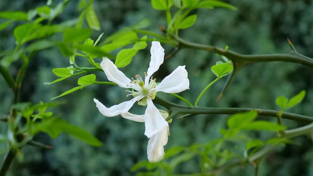 Foto close-up van een witte bloeiende plant