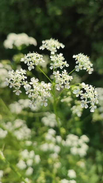 Close-up van een witte bloeiende plant