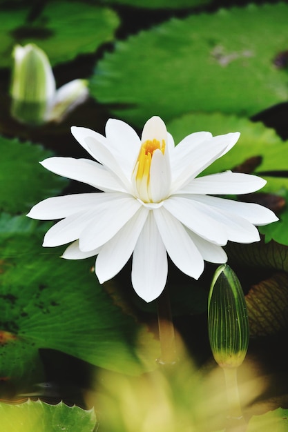 Close-up van een witte bloeiende plant