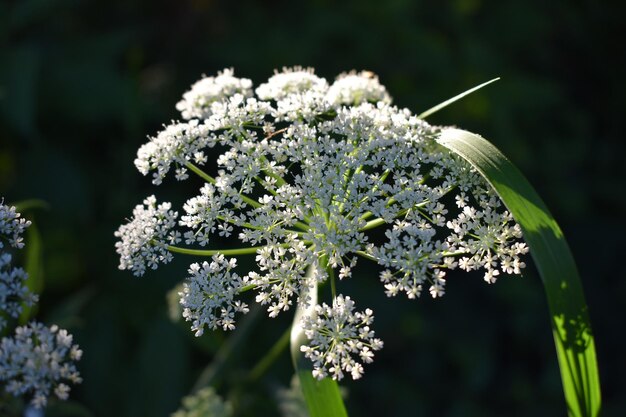 Foto close-up van een witte bloeiende plant