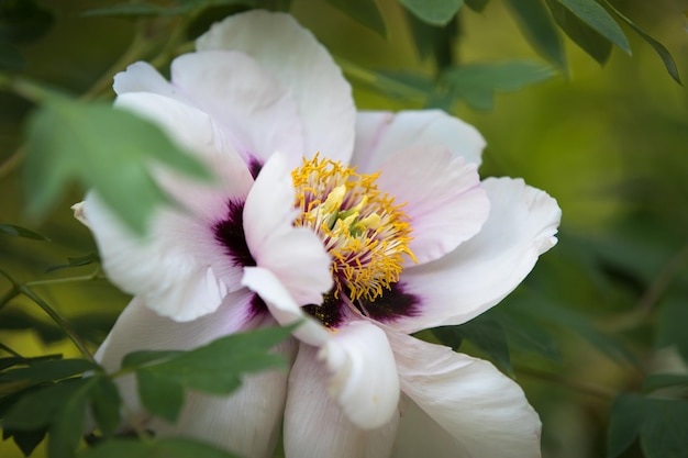 Close-up van een witte bloeiende plant