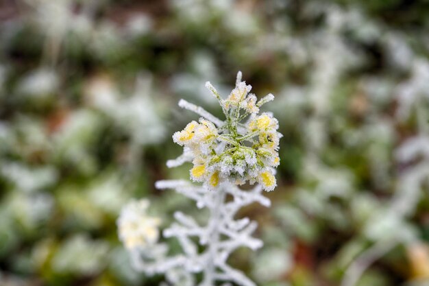 Foto close-up van een witte bloeiende plant