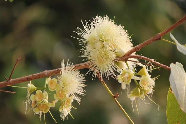 Foto close-up van een witte bloeiende plant