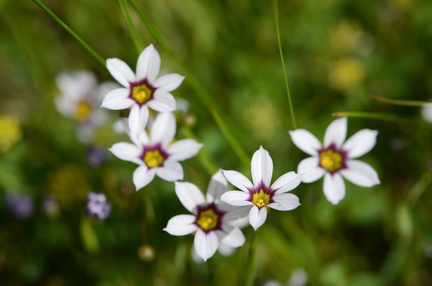 Foto close-up van een witte bloeiende plant