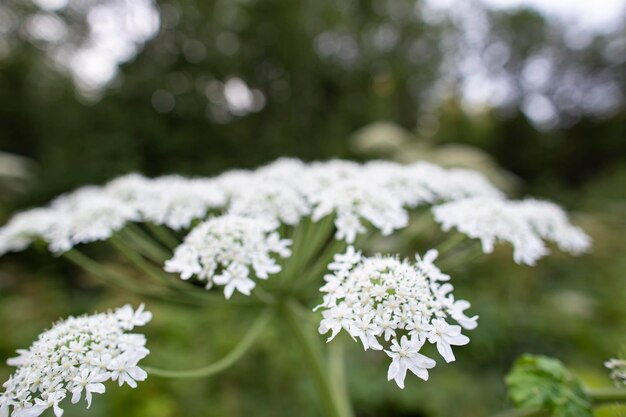 Foto close-up van een witte bloeiende plant