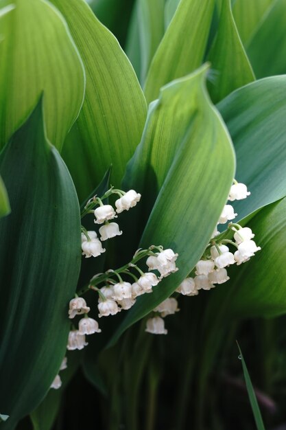 Foto close-up van een witte bloeiende plant