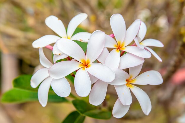 Close-up van een witte bloeiende plant