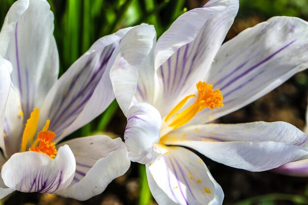 Foto close-up van een witte bloeiende plant