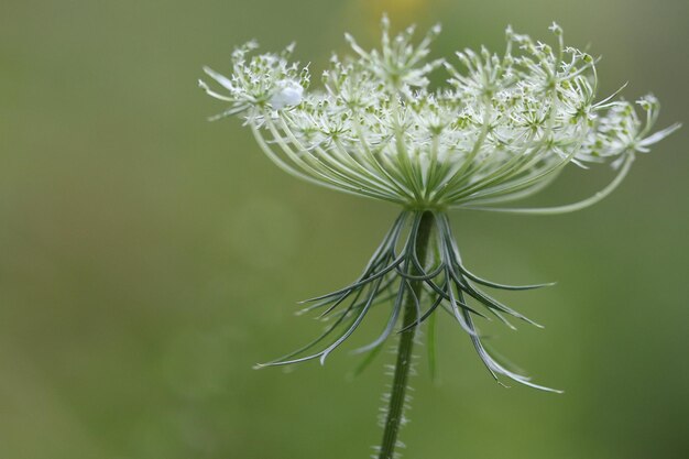 Foto close-up van een witte bloeiende plant
