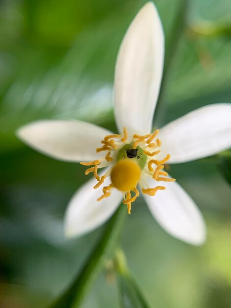 Close-up van een witte bloeiende plant