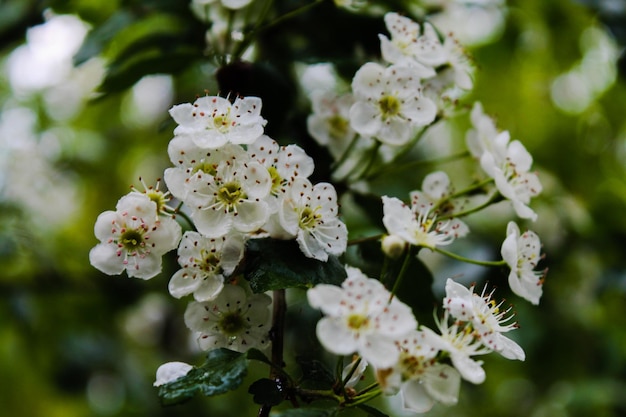 Close-up van een witte bloeiende plant