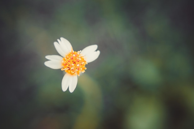 Foto close-up van een witte bloeiende plant