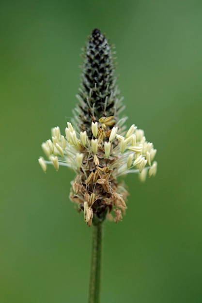 Close-up van een witte bloeiende plant