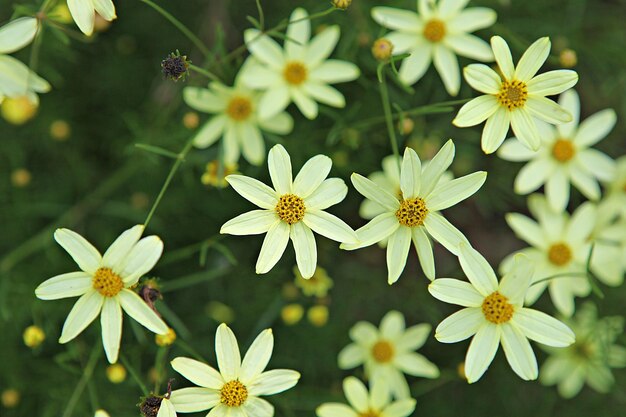 Foto close-up van een witte bloeiende plant