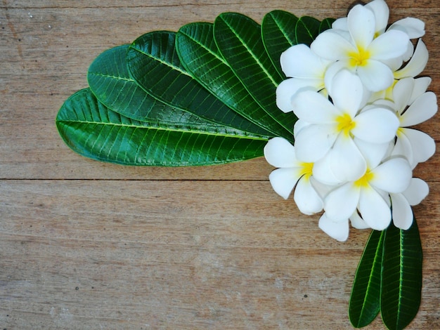 Close-up van een witte bloeiende plant