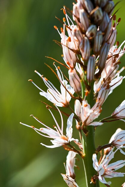 Foto close-up van een witte bloeiende plant