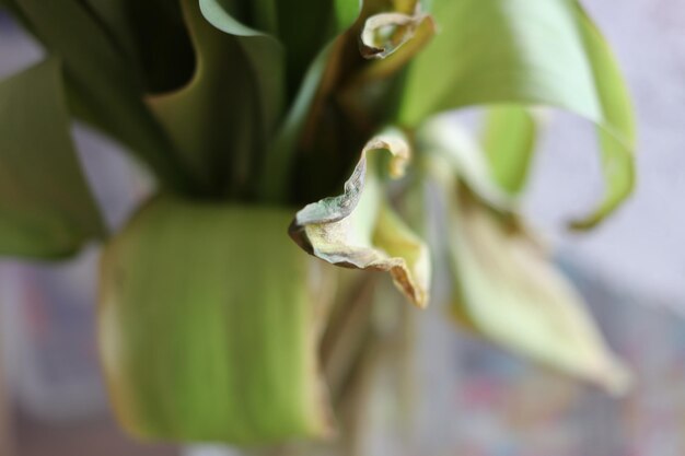 Foto close-up van een witte bloeiende plant