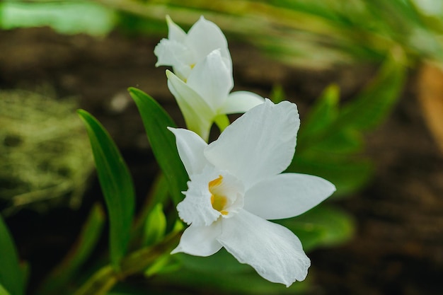 Close-up van een witte bloeiende plant