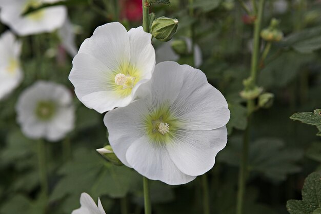 Foto close-up van een witte bloeiende plant