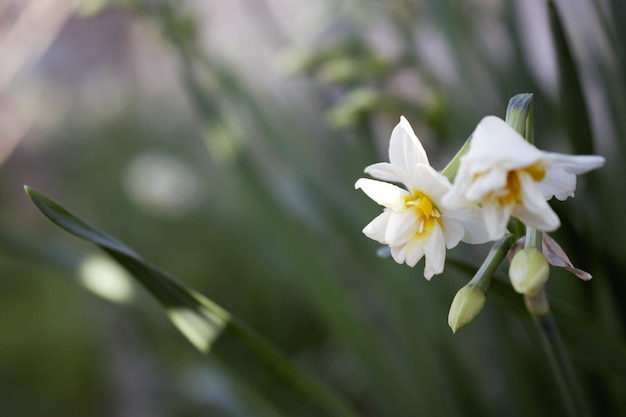 Close-up van een witte bloeiende plant