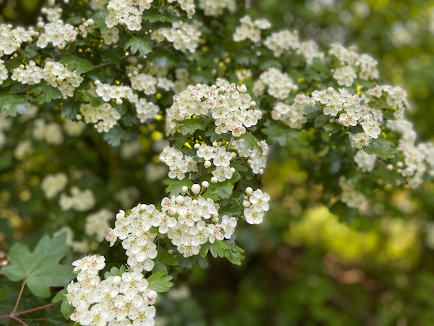 Foto close-up van een witte bloeiende plant