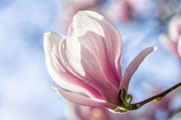 Foto close-up van een witte bloeiende plant