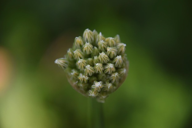 Foto close-up van een witte bloeiende plant