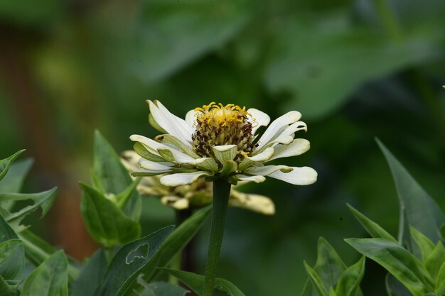 Foto close-up van een witte bloeiende plant