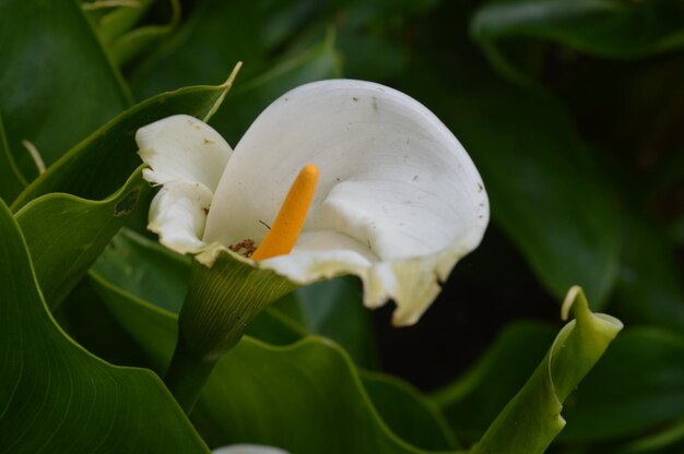 Foto close-up van een witte bloeiende plant