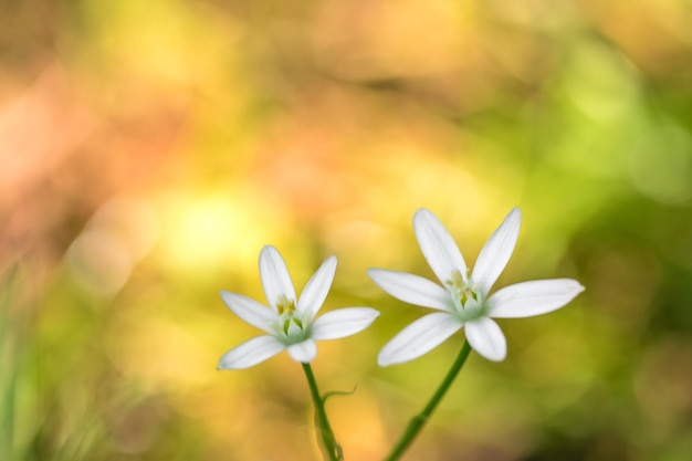 Close-up van een witte bloeiende plant