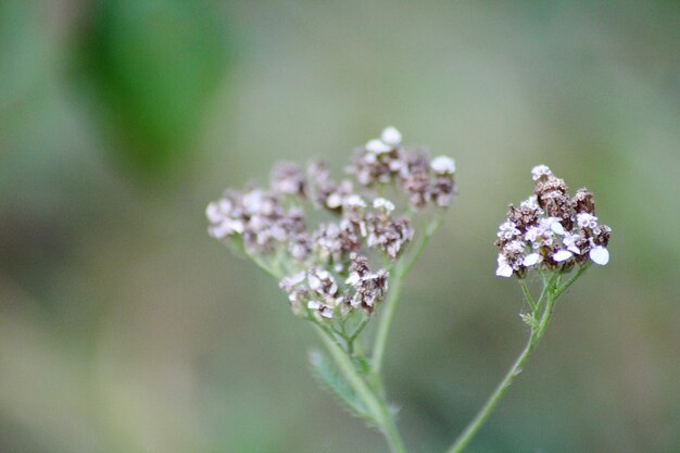 Foto close-up van een witte bloeiende plant