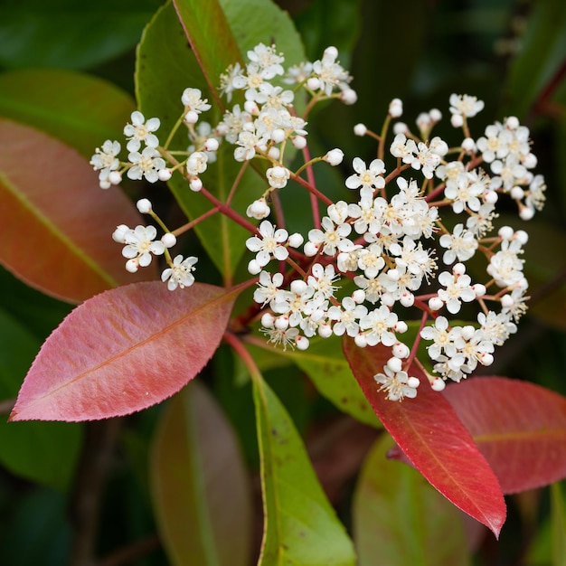 Foto close-up van een witte bloeiende plant