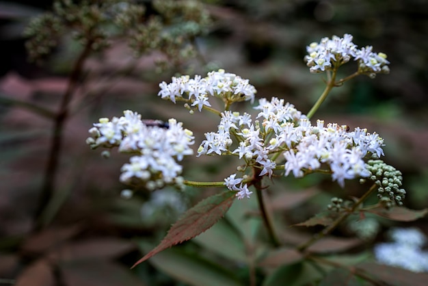 Foto close-up van een witte bloeiende plant