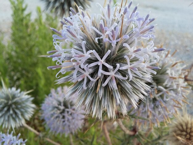 Foto close-up van een witte bloeiende plant