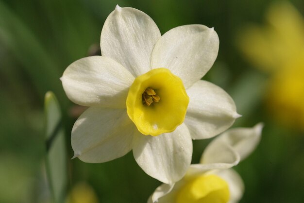 Close-up van een witte bloeiende plant