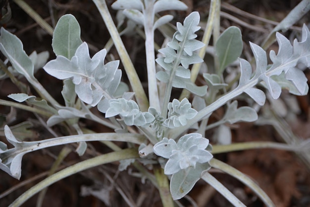 Foto close-up van een witte bloeiende plant