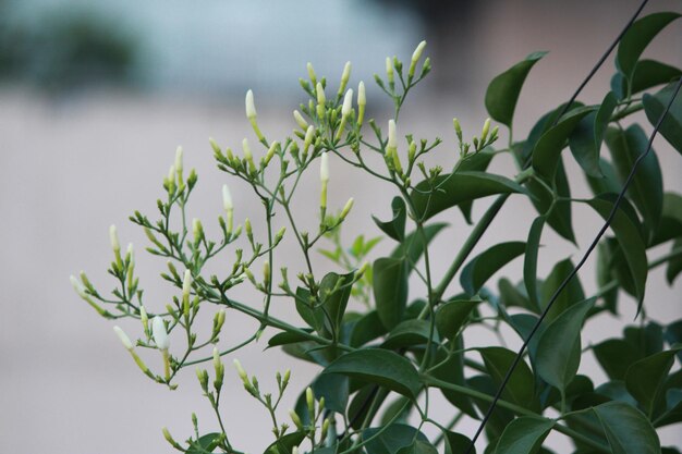 Foto close-up van een witte bloeiende plant