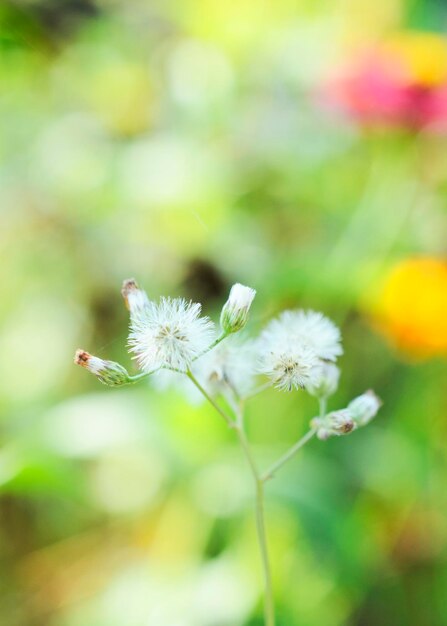 Foto close-up van een witte bloeiende plant