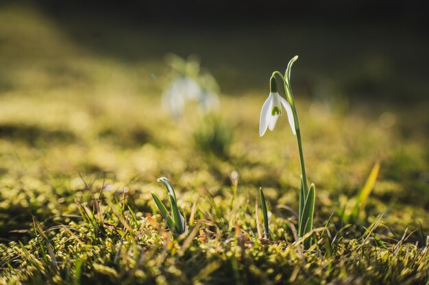 Close-up van een witte bloeiende sneeuwdruppel op het veld