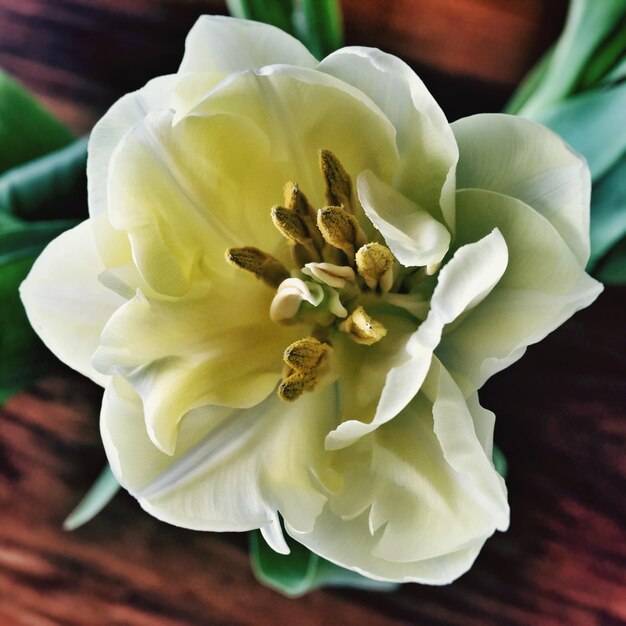 Foto close-up van een witte bloem binnen