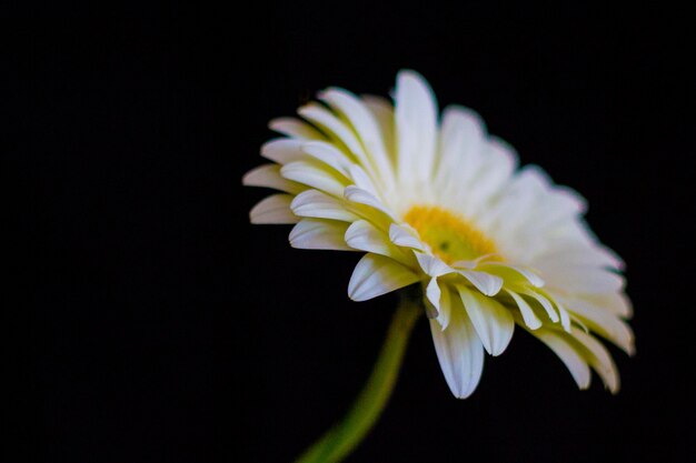 Close-up van een witte bloem die bloeit tegen een zwarte achtergrond