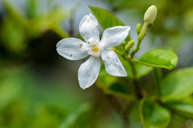 Close-up van een witte bloem die buiten bloeit