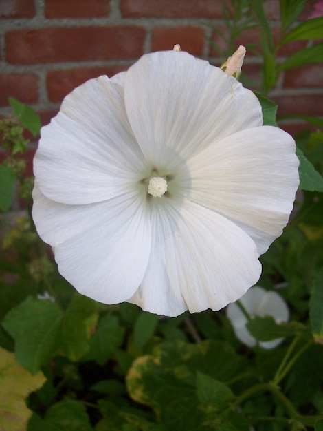 Foto close-up van een witte bloem die buiten bloeit