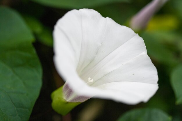 Foto close-up van een witte bloem die buiten bloeit