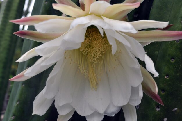 Foto close-up van een witte bloem die buiten bloeit